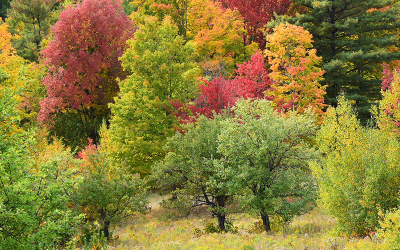 Boyce Hill Town Forest foliage. Photo: Jeff Knight 