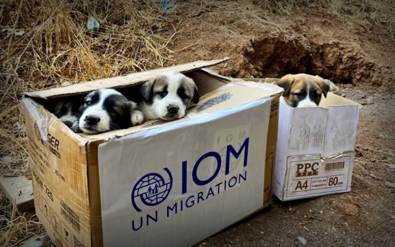 Transporting Oumi’s puppies from Iraq has been challenging For the Love of Dogs Vermont. Photo courtesy of For the Love of Dogs Vermont.