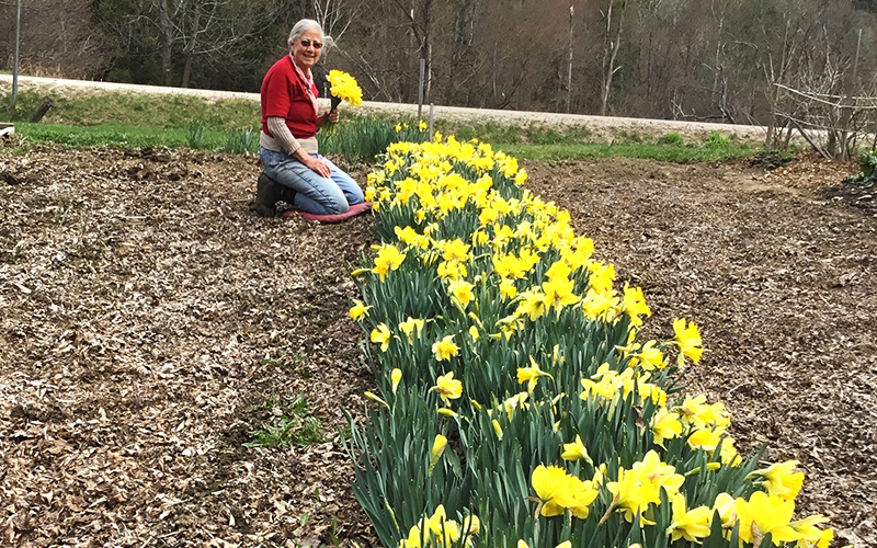 Carol Collins in the daffodil garden.