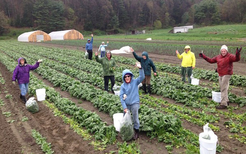Volunteers gleaning food for Salvation Farms.