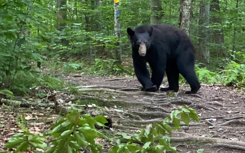 Bear follows woman at Wu Ledges in Waitsfield Vermont. Photo: Alexina Cather