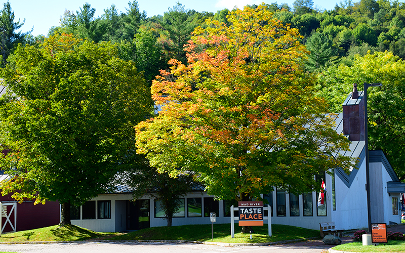 Maple tree in Waitsfield, VT on September 16, 2021