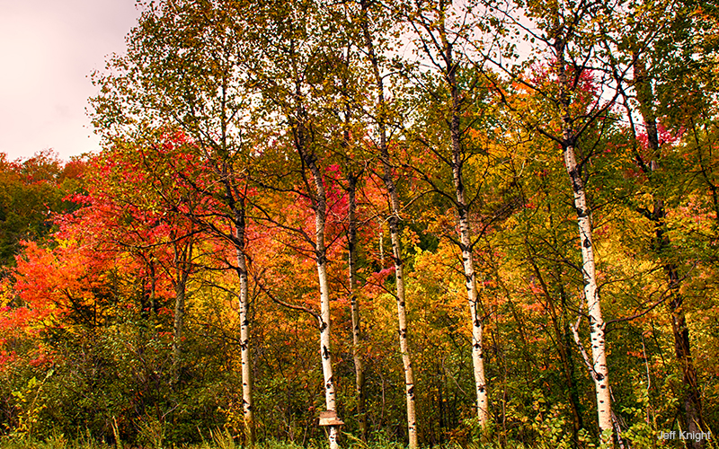 Birch trees and foliage. Photo: Jeff Knight
