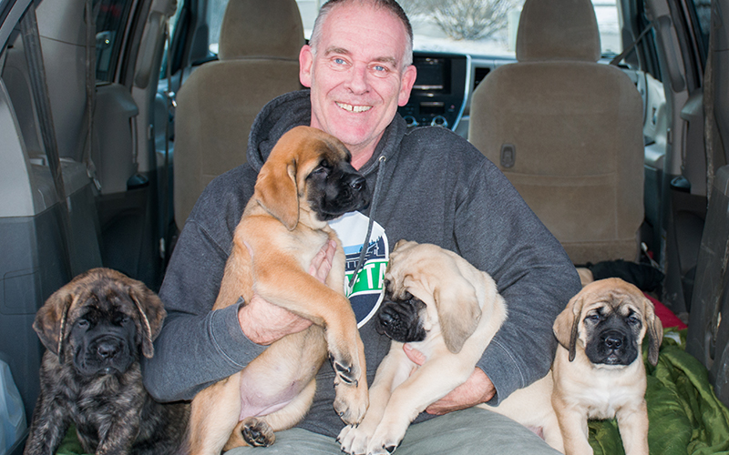 Brian Carten with his English mastiff puppies. Photo: Jeff Knight