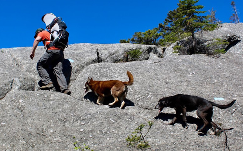 Dogs hiking along the side of a mountain