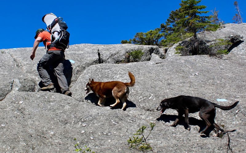 The Valley Reporter - Tips for hiking with dogs