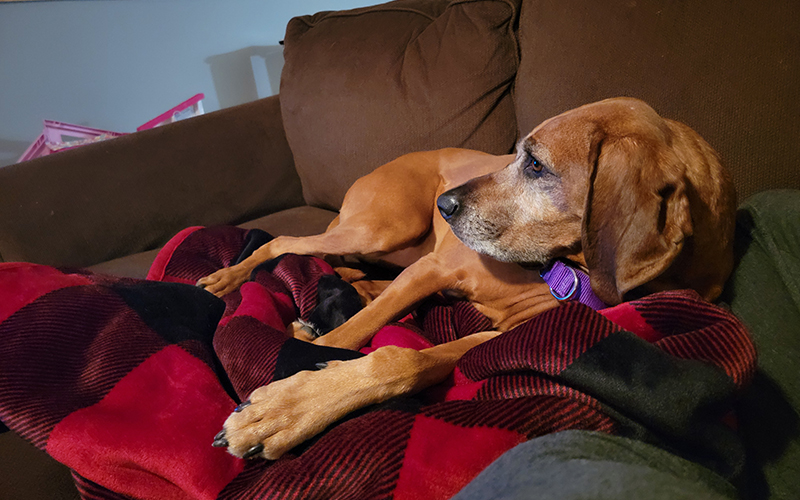 Ellie relaxes in her forever home.