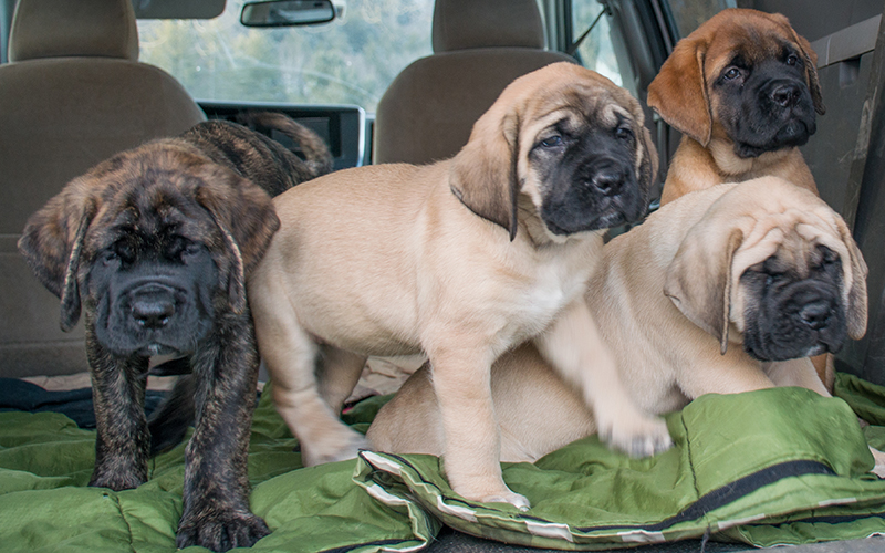 Brian Carten's English mastiff puppies. Photo: Jeff Knight
