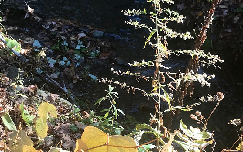 Knotweed spreads up the Valley on equipment and in gravel and fill. It spreads down the Valley through/on water. Here knotweed is shown growing on near a culvert on Sherman Road.