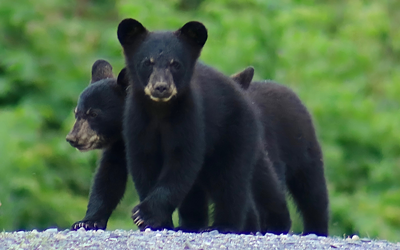 Bear cubs. Photo: Patrick Quinneville