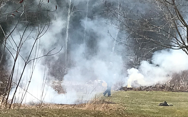 Burning knotweed. Photo: Bob Cook