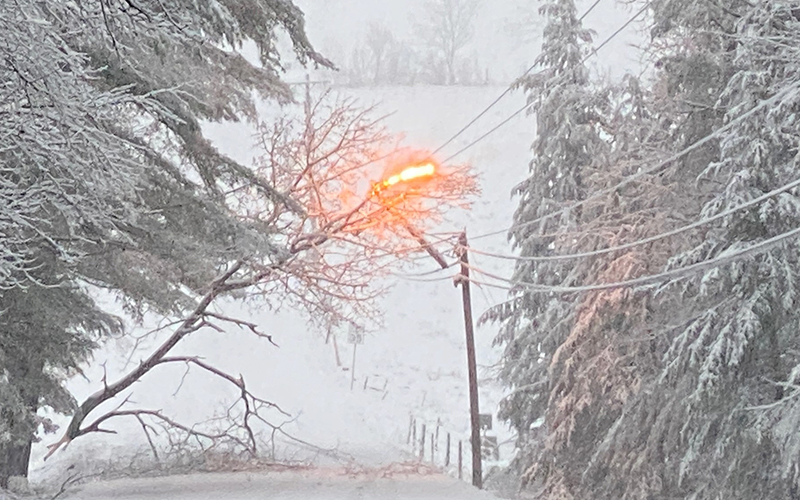 Tree limb catching fire on power line off the Airport Road in warren, VT. Photo: John Williams