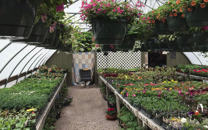 Frazier's Greenhouse in Roxbury.