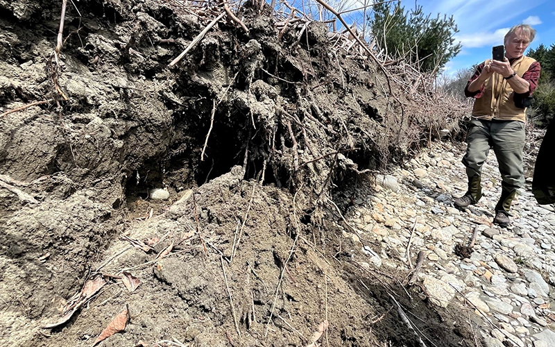 knotweed roots on exposed riverbank.