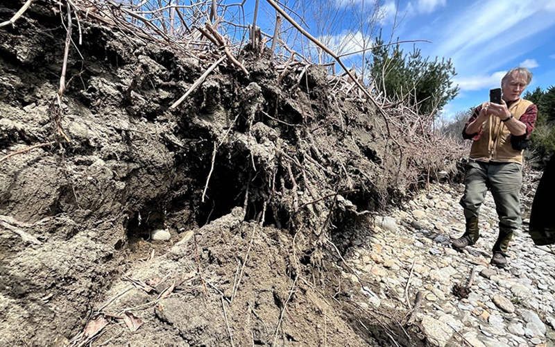 A streambank covered with knotweed collapsing into the Mad River at the Austin Parcel in Waitsfield.