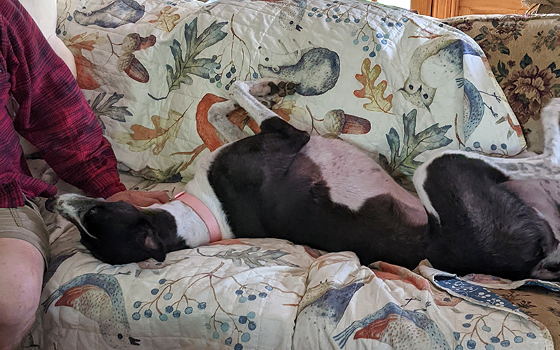 Sydney the greyhound getting skritches on the couch. 