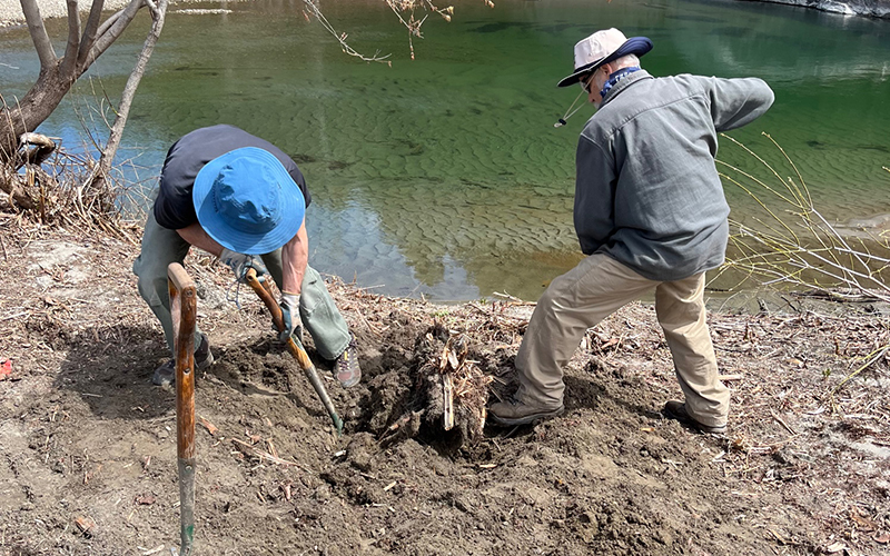 volunteers digging up Knotweed on May 7