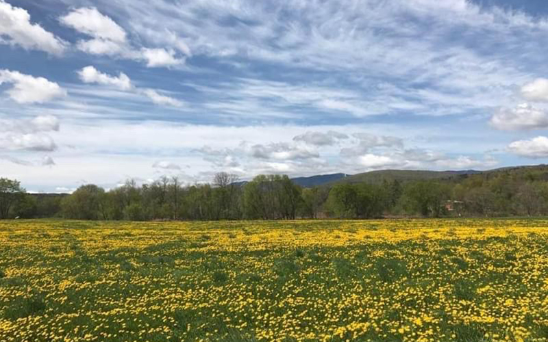 field of yellow flowers and a blue sky. Photo: Sarah Hughes