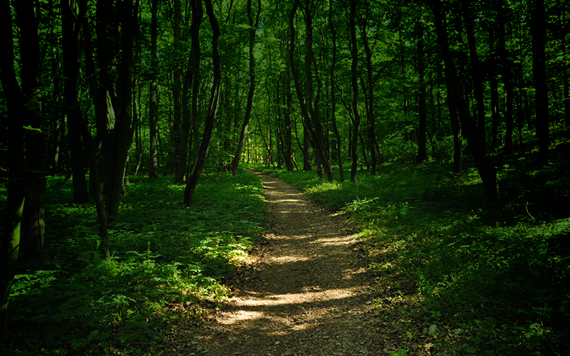 Trail through a green woods.