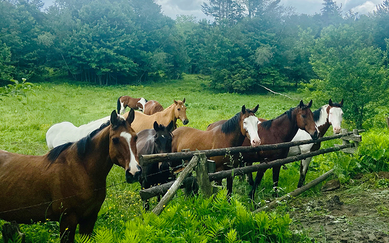 The DeFreest ponies lining up along a fence.