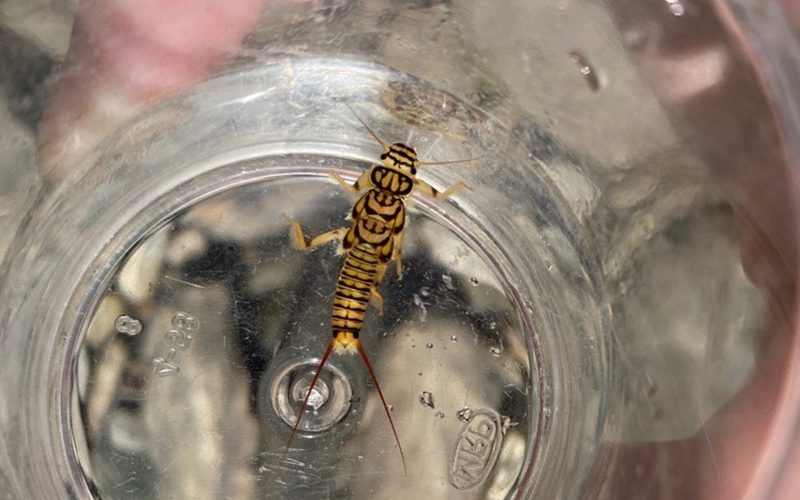 Stonefly found near the Warren Bridge – Credit Julie and Ingrid Westervelt