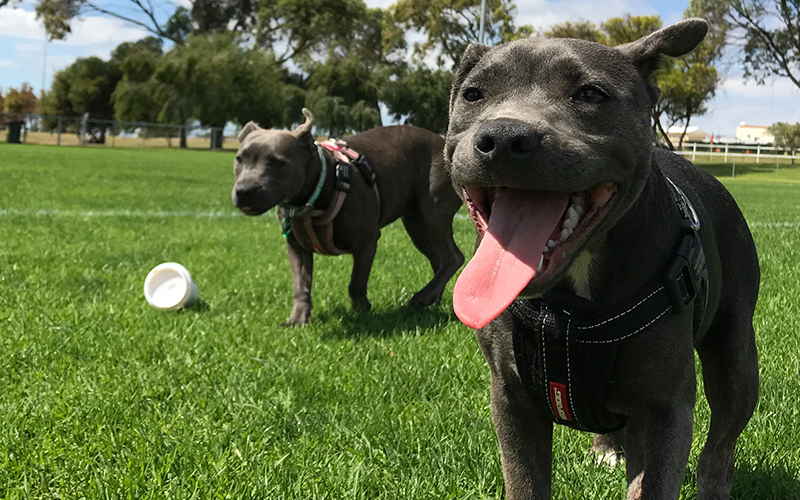 dogs playing