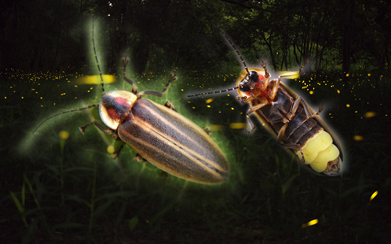 Photo collage of fireflies.