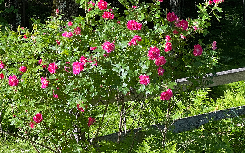 Roses along a split rail fence. Photo Bonnie Barnes