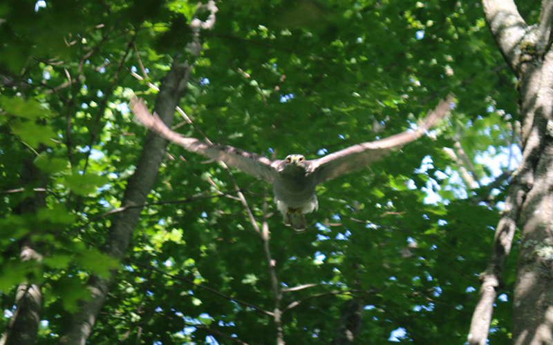 A hawk flying at the camera. Photo: A Huffman
