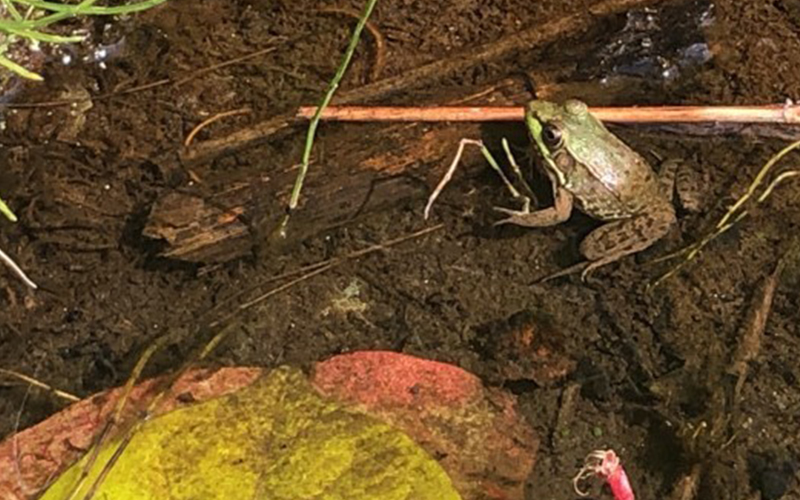 Green Frog (Lithobates clamitans) near Meadow Road - Credit: Brooke Campbell