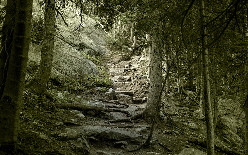 hiking trail through the woods.