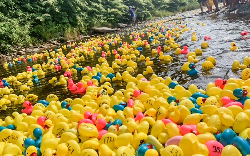 Toy ducks fill the Mad River in Waitsfield, VT as part of the Mad River Valley Roatary's annual Duck Race. Photo courtesy MRV Rotary.