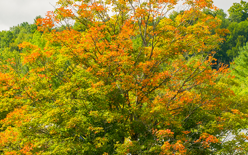Early foliage is bursting across the region. a maple tree changing color from green to orange. Photo: Jeff Knight