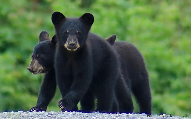 Bear cubs. Photo: Taylor Quenneville