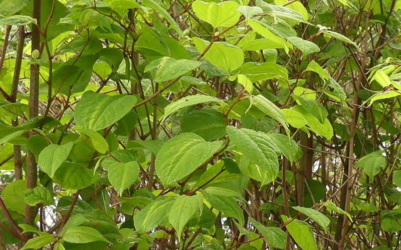 Japanese knotweed