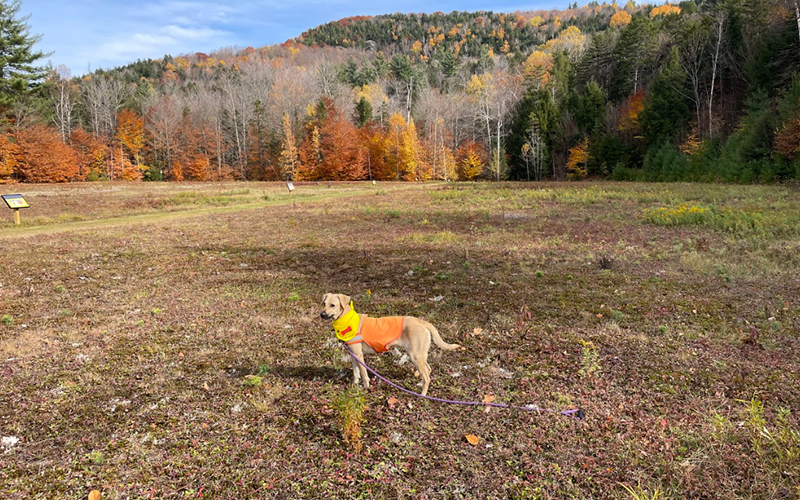 Dog at sight of future Warren, VT dog park.