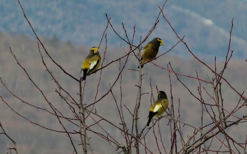 Birds in a winter, leafless, tree.