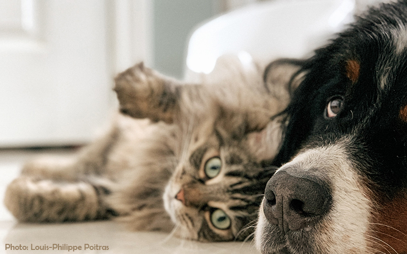 Cat and dog together. Photo: Louis-Philippe Poitras