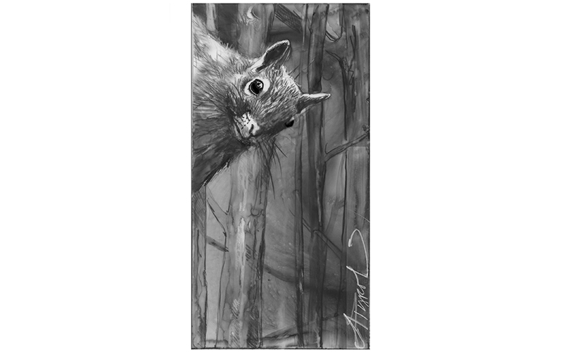 squirrel drawing