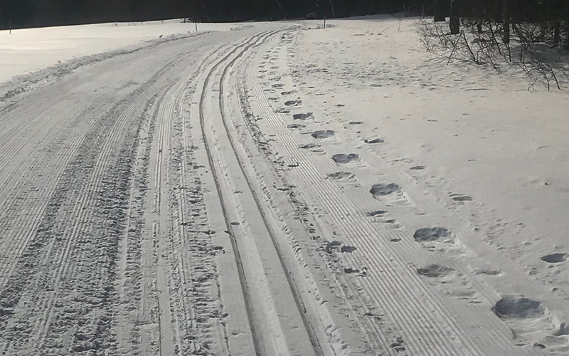 Cross country and snowshoe tracks at Ole's Cross Country Ski Center in Warren, VT.
