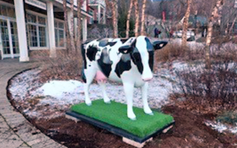A cow sculpture has been repaired and returned to Sugarbush Resort in Warren, VT.
