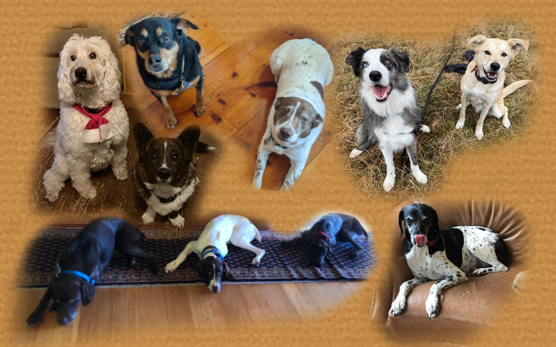 Collage of dogs of The Valley Reporter