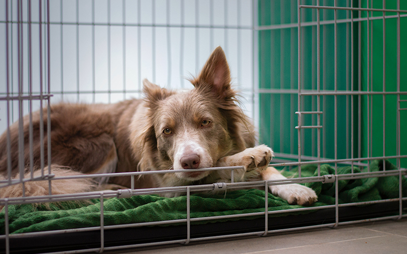 Dog sleeping in an open kennel