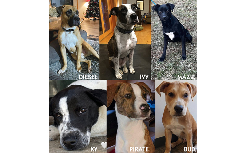 dogs for adoption from For The Love of Dogs Vermont.