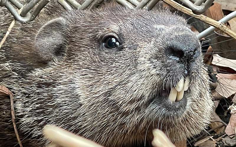 A groundhog displays its four incisors. The incisors are always white and are constantly growing. But the constant chewing wears the incisors down. Photo from Wikipedia