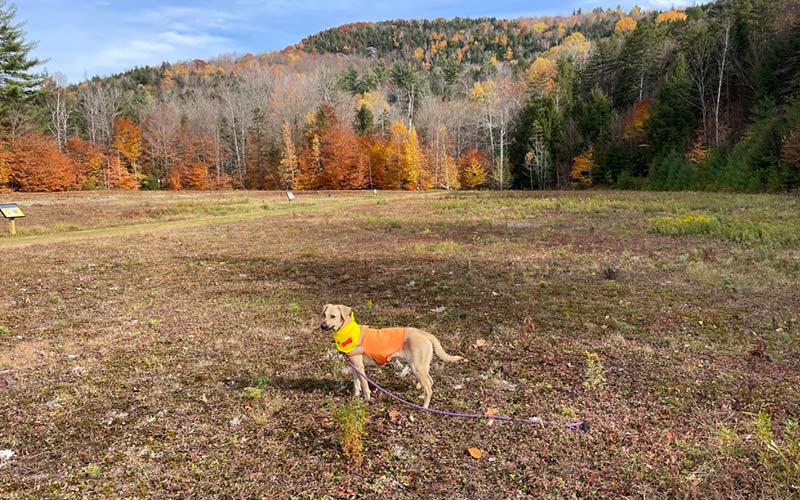 Dog wearing a hunting vest where the future dog park will be located.