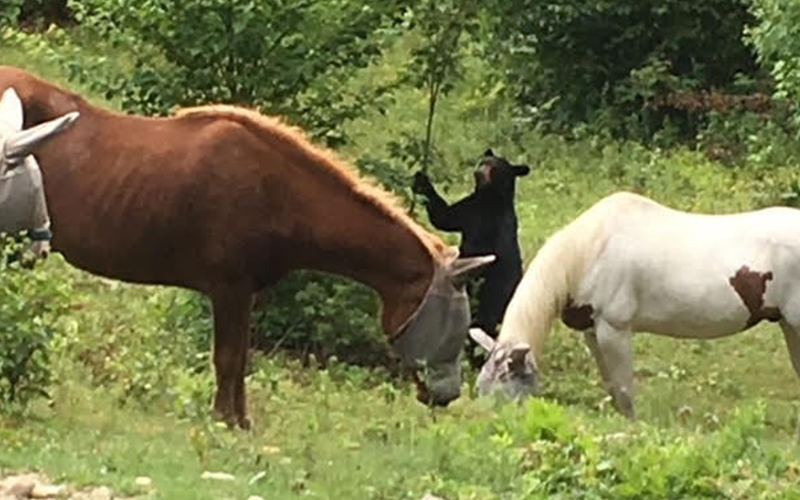 Bear and horses in a pasture