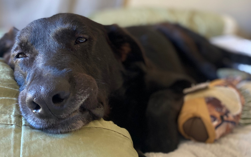 Homer the dog is home laying on the couch.