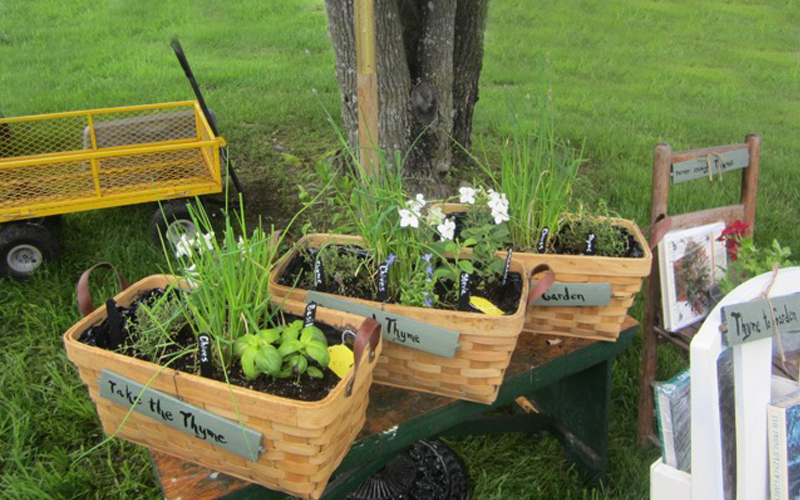 plants and herbs ready for sale at the annual Mountain Gardener's Sale in Waitsfield, Vermont