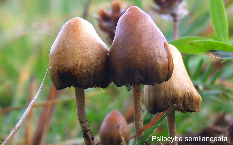 Psilocybe semilanceata from wikipedia.org